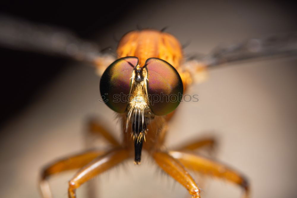 Similar – Männliche Bremse (Tabanus bromius)