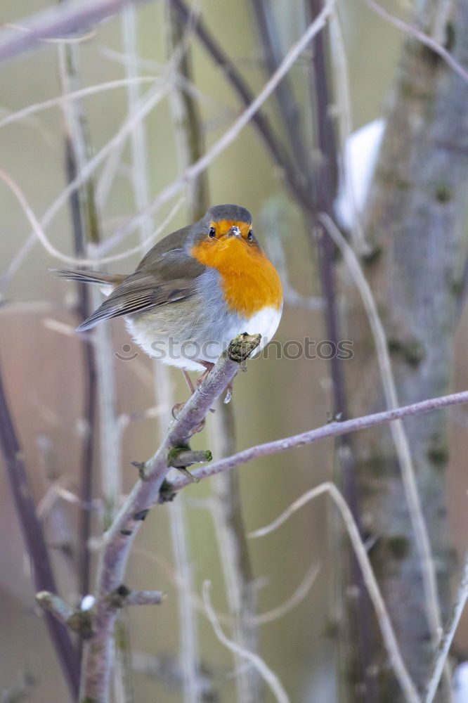 Similar – Robin sitting in a leafless bush