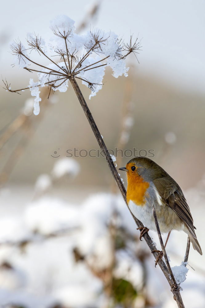 Similar – Juniper Thrush in Winter