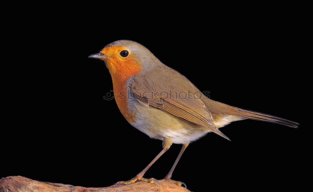 Similar – Attentive robin on tree stump in forest