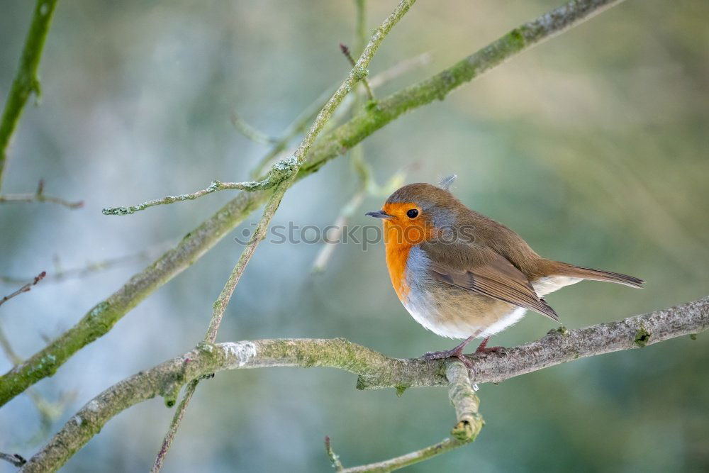 Similar – Round robin Nature Animal