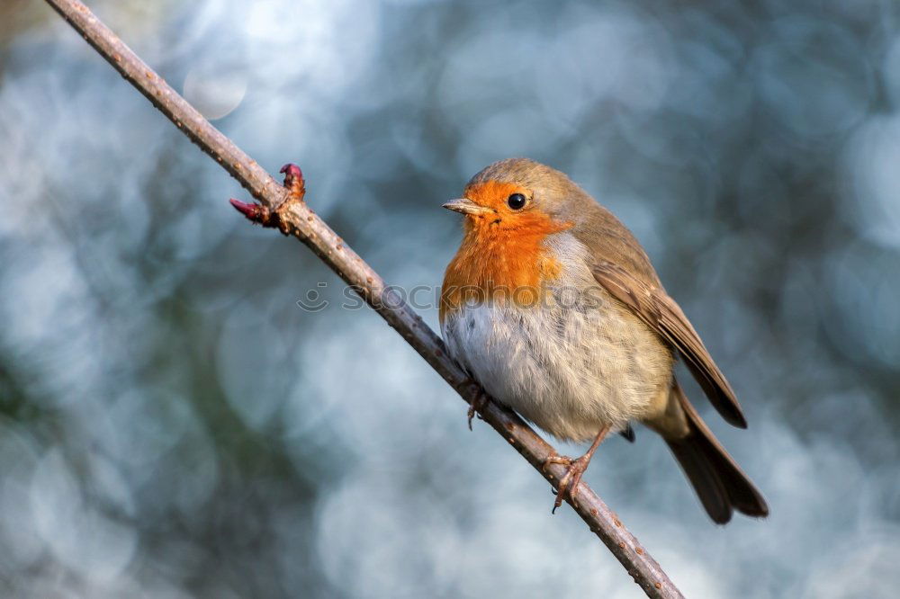 Similar – Round robin Nature Animal