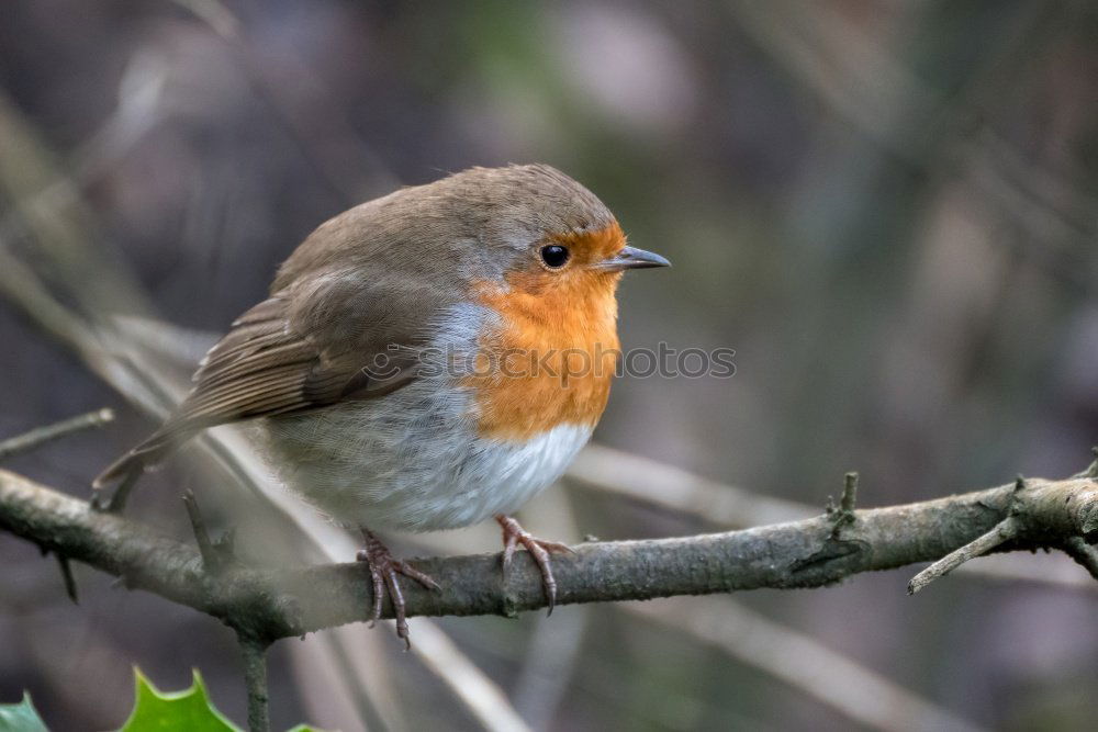 Similar – Round robin Nature Animal