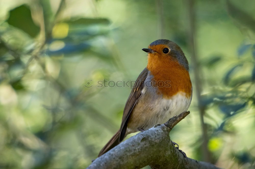 Similar – robin Animal Wild animal