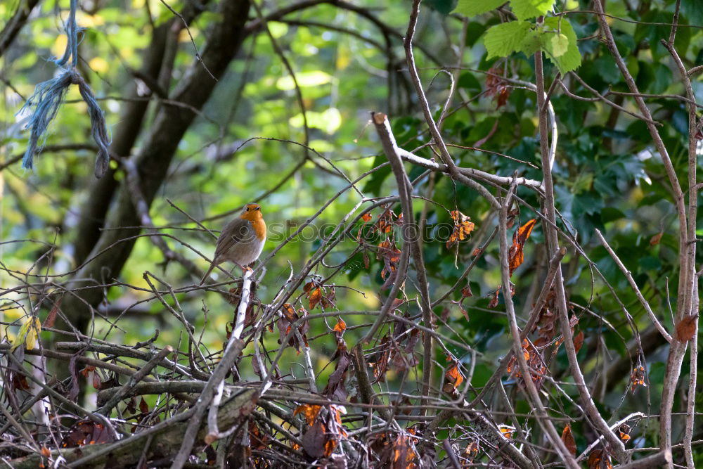 Similar – Bussardfrühling II Natur