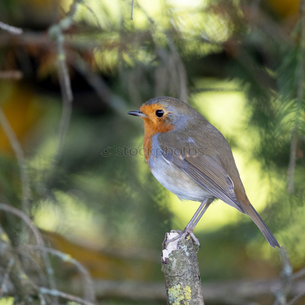 Similar – Robin in the rain 3 Landscape