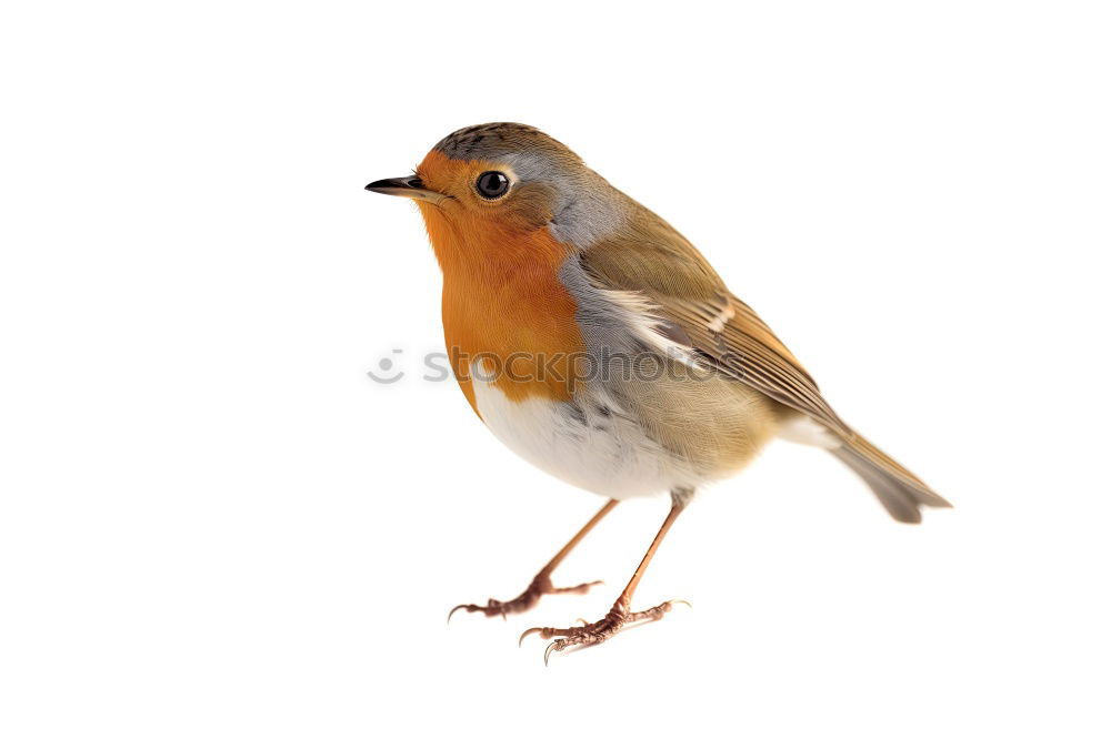 Similar – Robin (Erithacus rubecula)