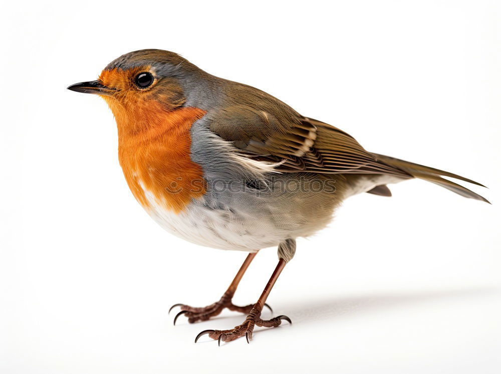 Similar – Image, Stock Photo The red bird Animal
