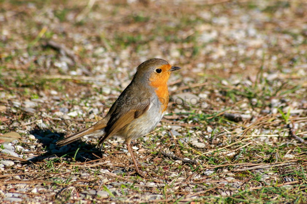 Similar – Begegnung im Garten