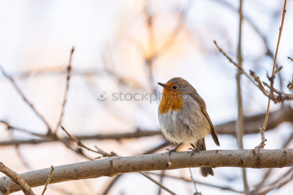 Similar – Juniper Thrush in Winter