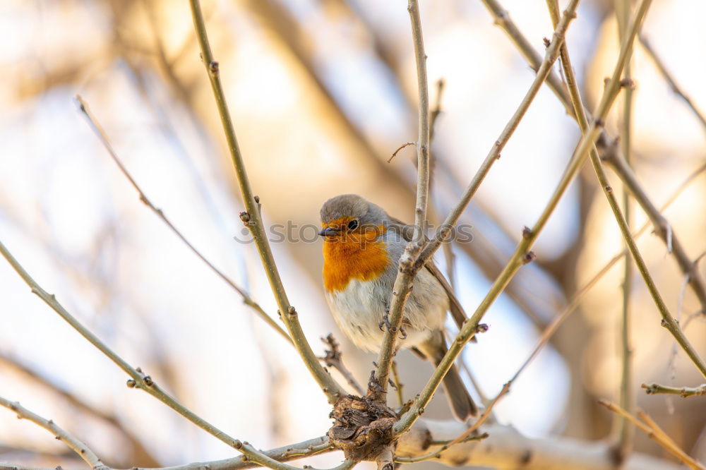 Similar – Juniper Thrush in Winter