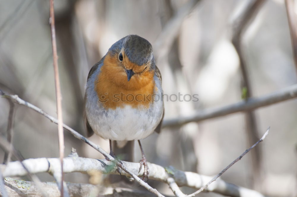 Similar – Robin in a tree Nature