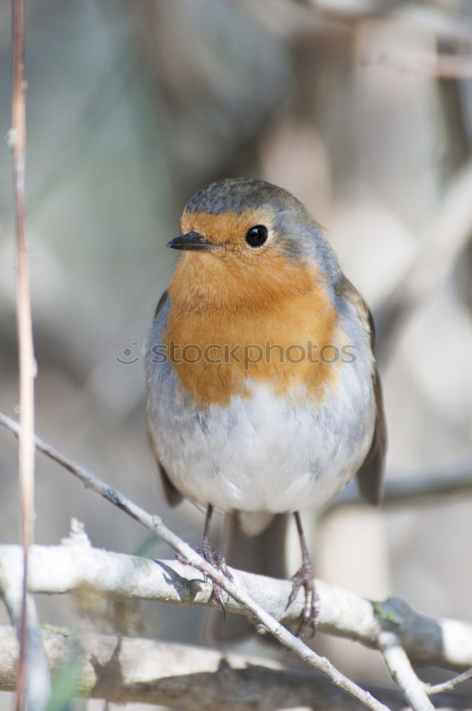 Similar – Robin in a tree Nature