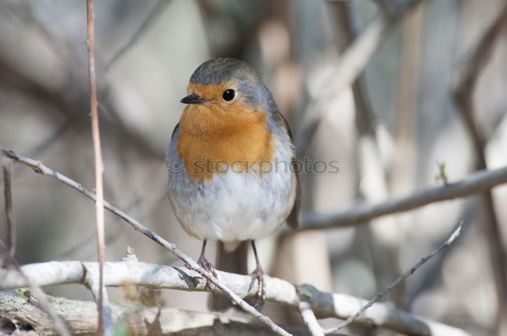 Robin in a tree Nature