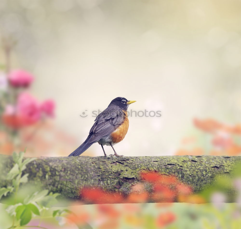 Similar – Foto Bild Frühlingsbote Natur Sommer