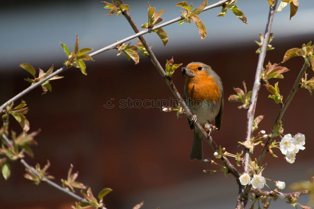 Similar – Image, Stock Photo Robin my little friend