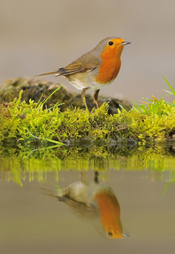 Similar – robin Animal Wild animal