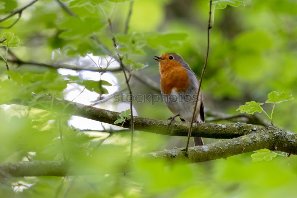 robin Animal Wild animal