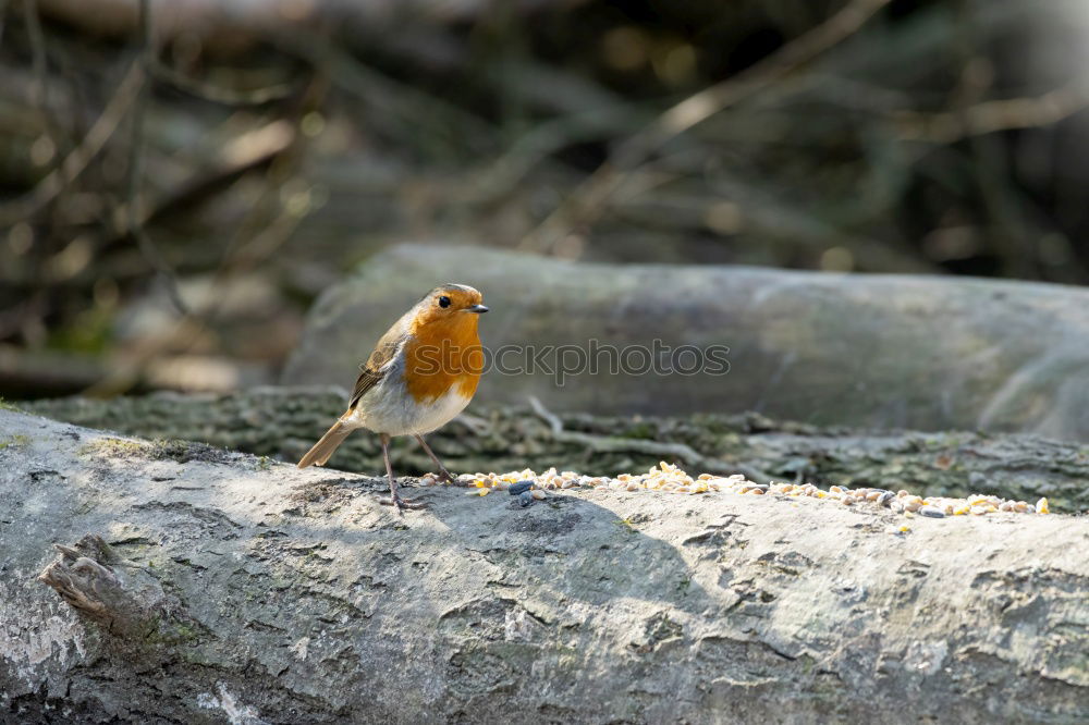 Similar – Robin in the rain 3 Landscape