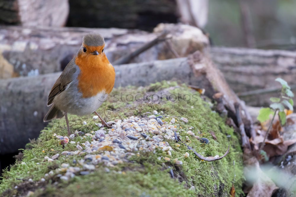 Similar – Robin in the rain 3 Landscape