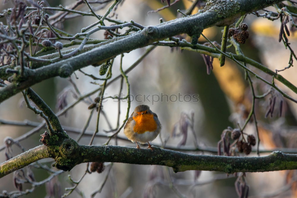 Similar – Robin sitting in a leafless bush