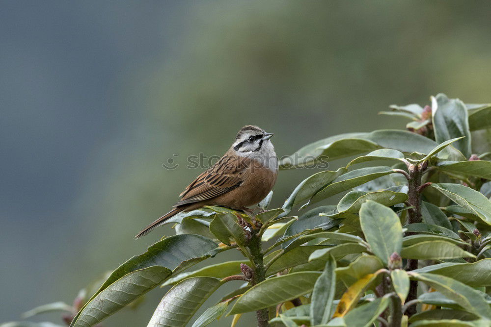 Similar – hawfinch Environment