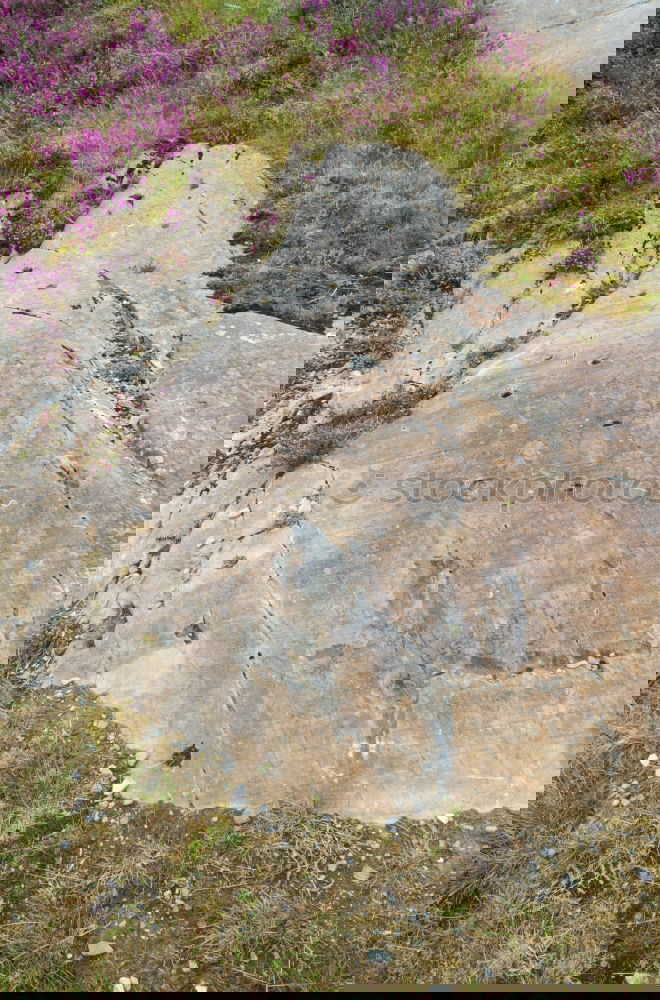 Similar – Foto Bild Aufforstung Landschaft