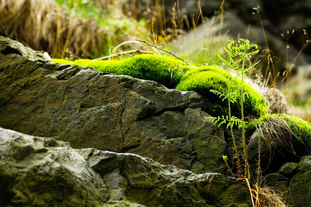 Similar – Image, Stock Photo sib Nature Landscape Plant