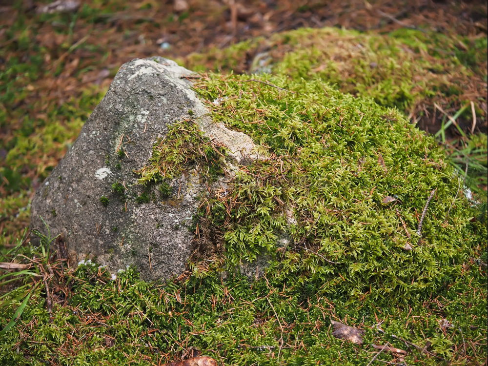 Similar – Image, Stock Photo Holy Sand 3 Moss Stone