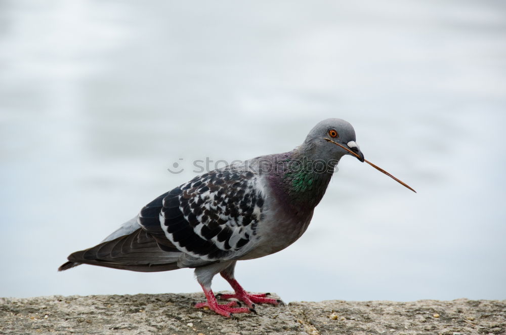 Similar – Image, Stock Photo A bird sits on a roof and looks. Flutebird, known for its attacks on humans. It has the ability to imitate voices. Queensland / Australia