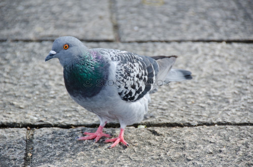 Similar – Image, Stock Photo Small meal for a pigeon . She has found something to eat.