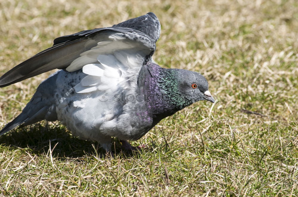 Similar – Kopflos Natur Frühling