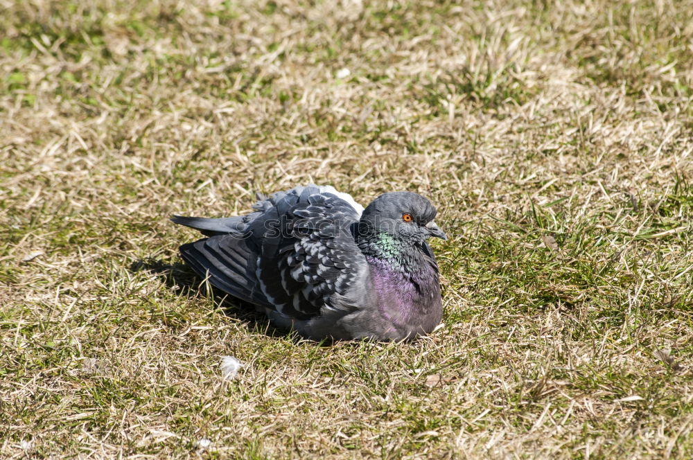 Similar – Image, Stock Photo Dove tired Pigeon Grass