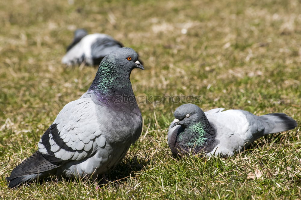 Similar – Image, Stock Photo Mafia Conspiracy Pigeon