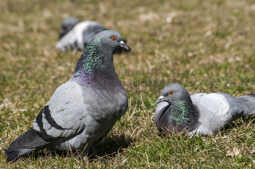 Similar – Image, Stock Photo Mafia Conspiracy Pigeon