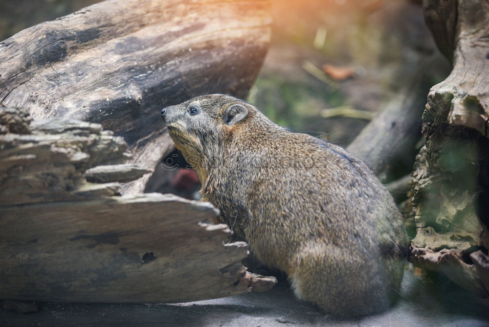 Similar – Small field mouse