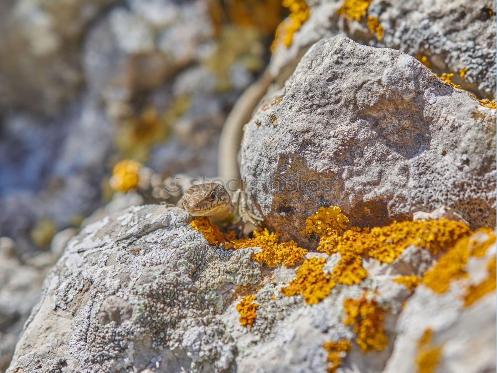 Similar – gelbe Blumen (Steinkraut) an einer Mauer