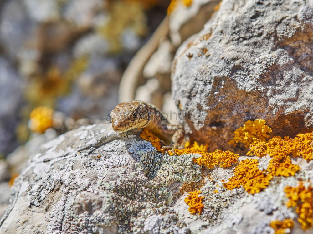 Similar – gelbe Blumen (Steinkraut) an einer Mauer