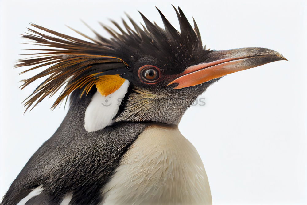 Similar – Image, Stock Photo pelican Paracas Peru