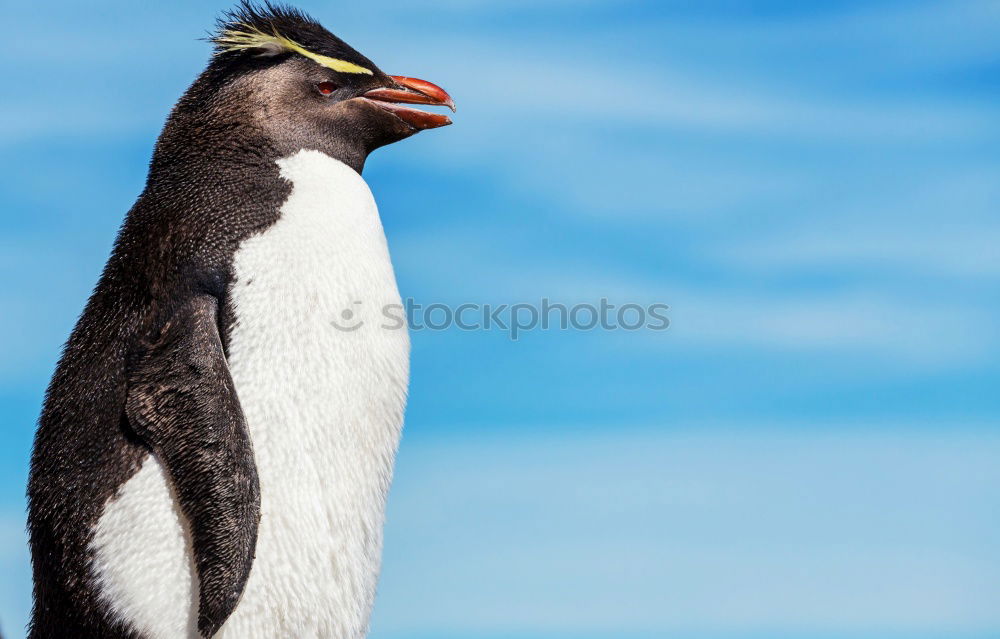 Foto Bild nachdenklich Pinguin kalt