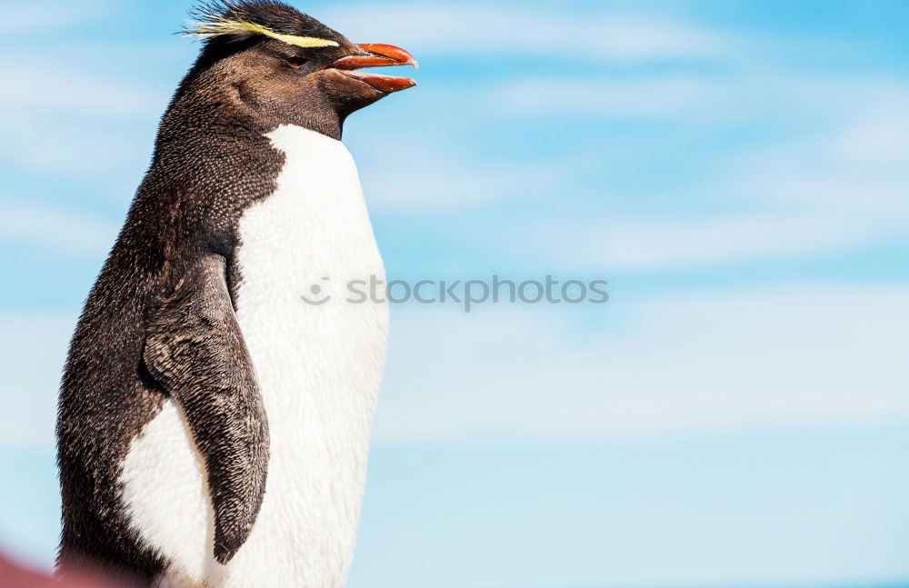 Similar – Foto Bild nachdenklich Pinguin kalt