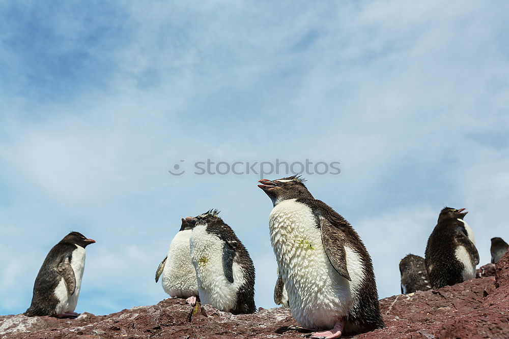 Similar – Flock of penguins walking on snow