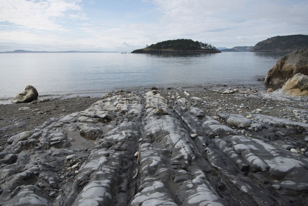 Similar – Long Beach Driftwood