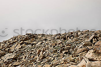 Similar – Image, Stock Photo Roe deer jumping on mountains