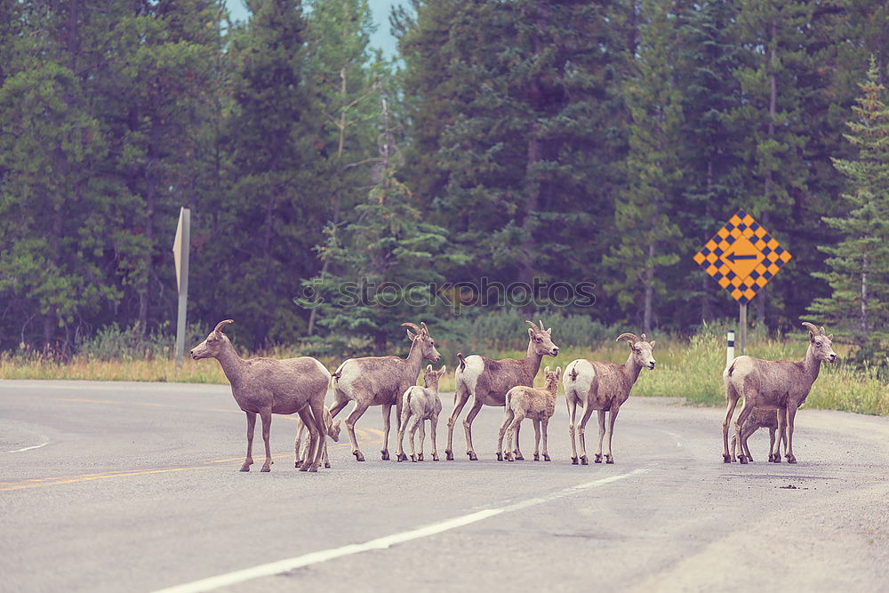 Similar – Attention: There is no deer crossing here!