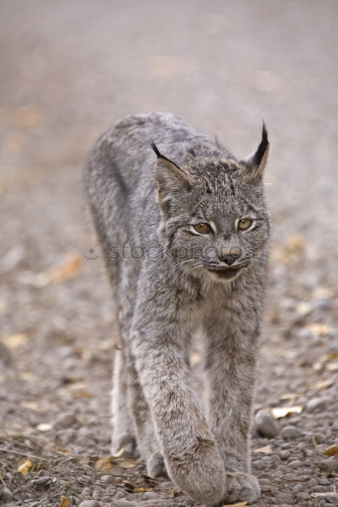 Similar – The Lynx I Style Nature