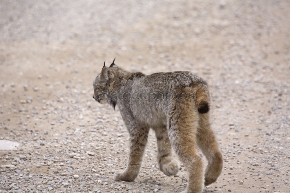 Similar – mimicry Earth Sand Animal