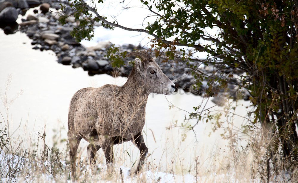 Similar – Boars pasturing between trees and snow