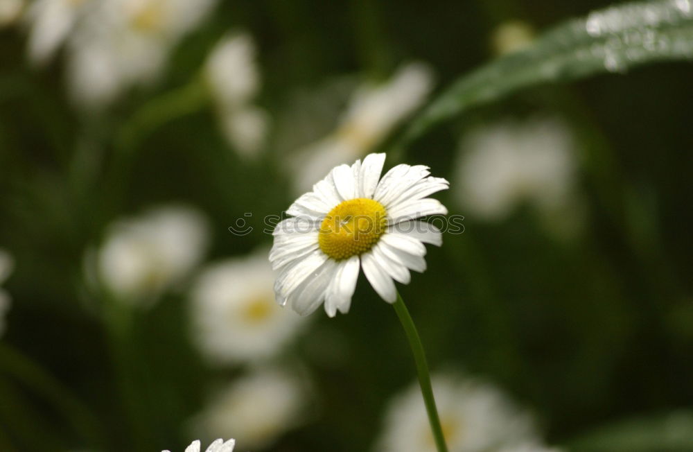 Nahaufnahme von Gänseblümchen in der Wiese