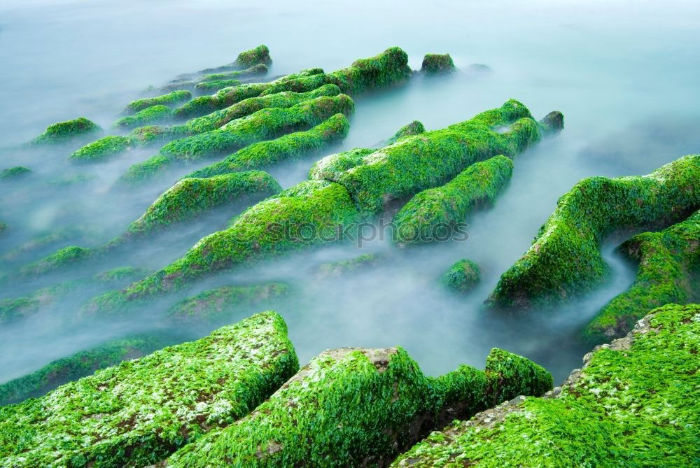 Image, Stock Photo simply moss on a stone by the sea